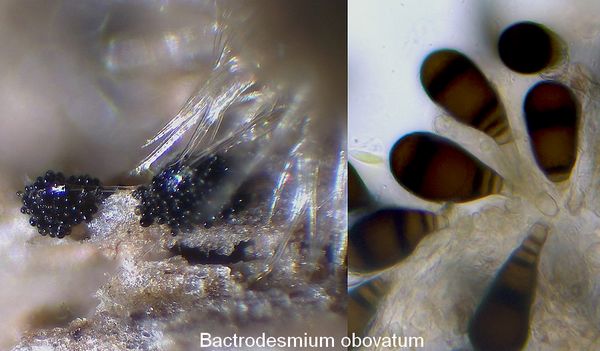  bactrodesmium obovatum